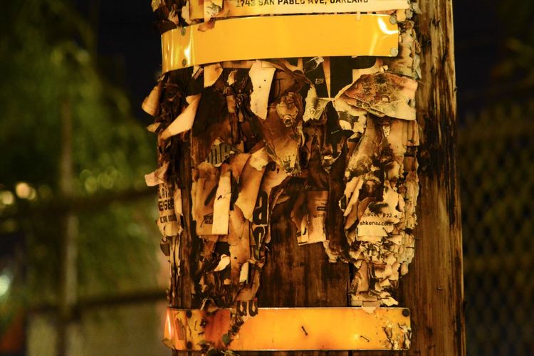 Close-up of torn poster on tree trunk