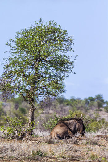 Wildebeest sitting on land