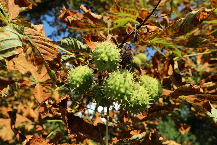 Close-up of chestnut growing on tree