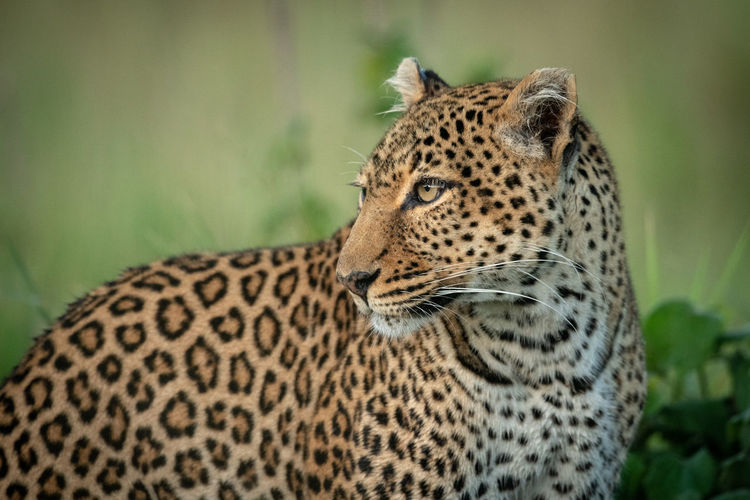 Close-up of leopard in forest