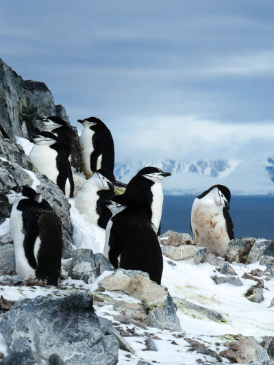 Chinstrap penguins in rocky surroundings in antarctica