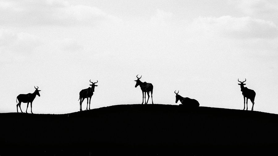 Silhouette deer standing on hill against sky