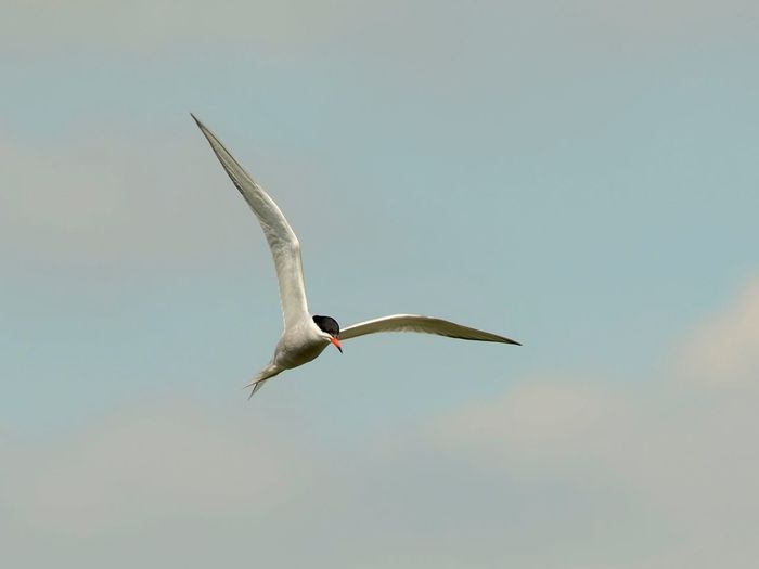 Full in flight