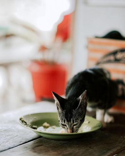 Close-up of a cat in bowl
