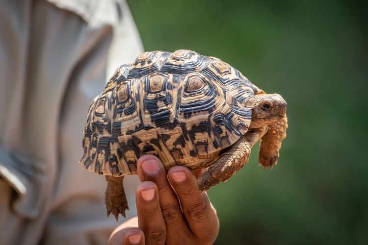 Man holds leopard tortoise up in sunshine