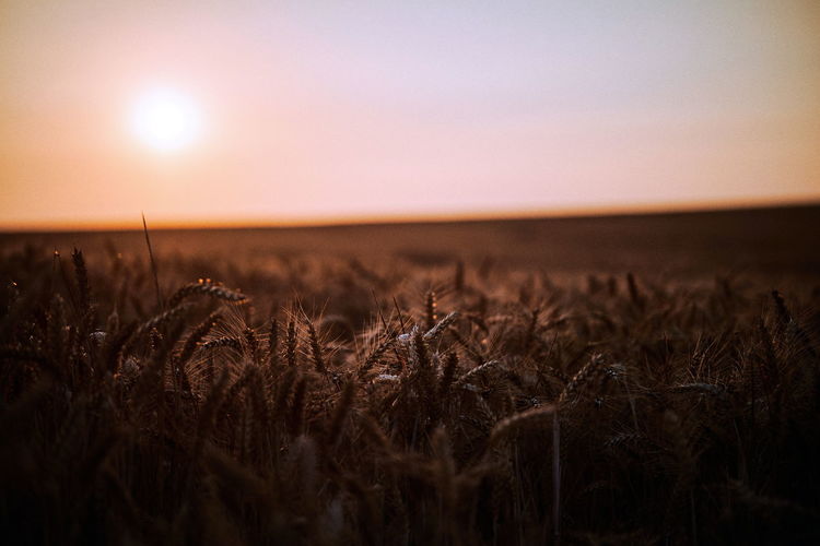Scenic view of wheat field against sky at sunset