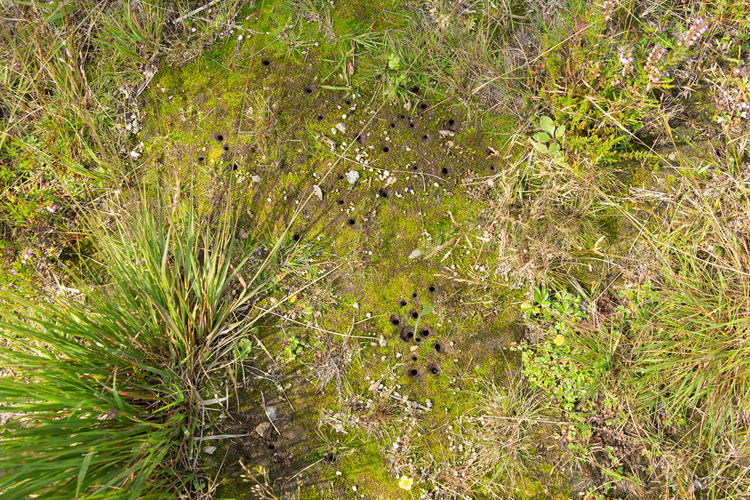 High angle view of plants on land
