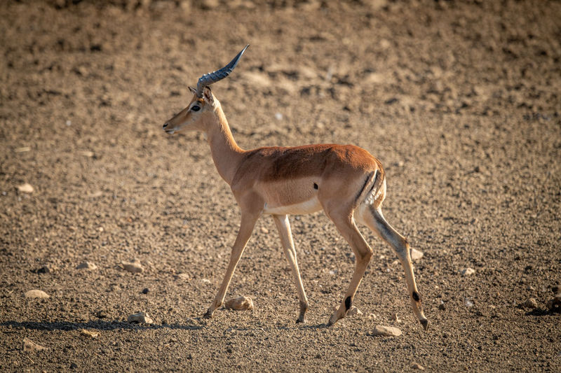 Female common impala walks across rocky pan