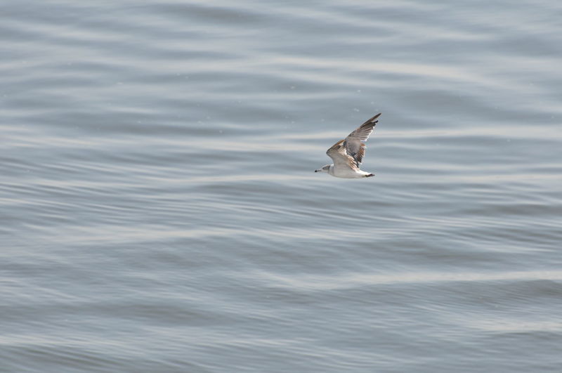 Bird flying swimming in water