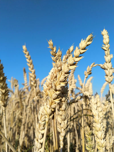 Close-up of stalks in field against clear blue sky