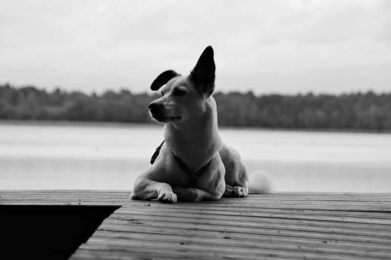 Dog sitting on wood by lake against sky