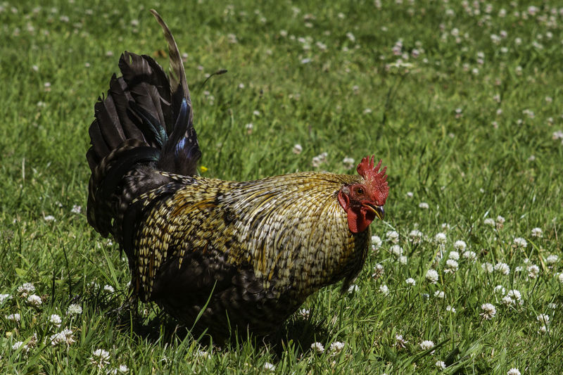 Rooster on grassy field
