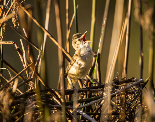 Close-up of australian reed warbler screaming on bare trees