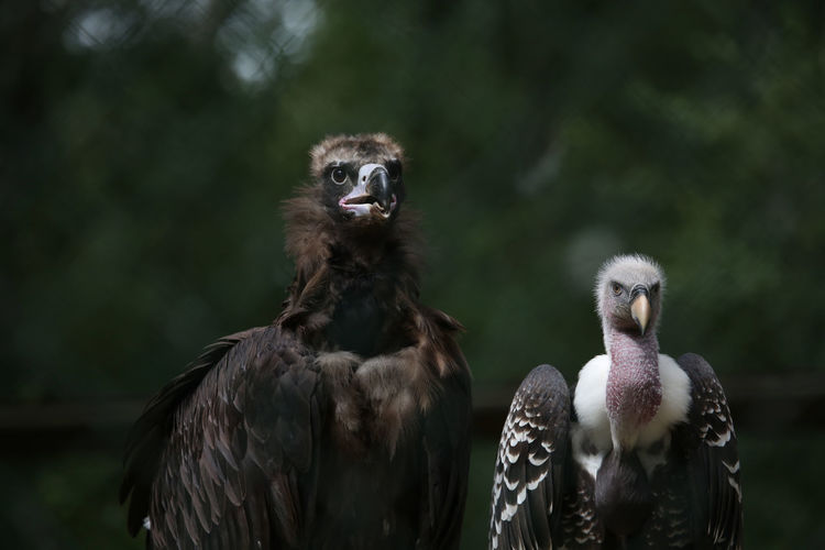 Close-up of vultures against trees