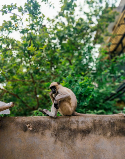 Monkey sitting on a wall against trees and sky 