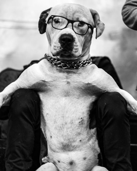 Close-up portrait of a dog