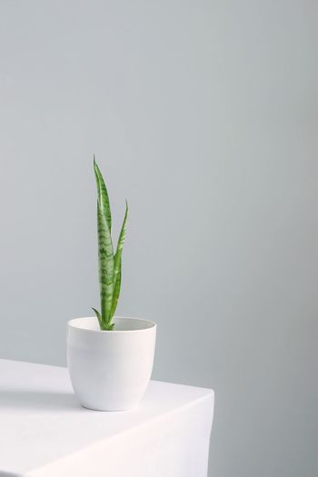 Sansevieria plant or mother in law tongue in white ceramic pot on white table.