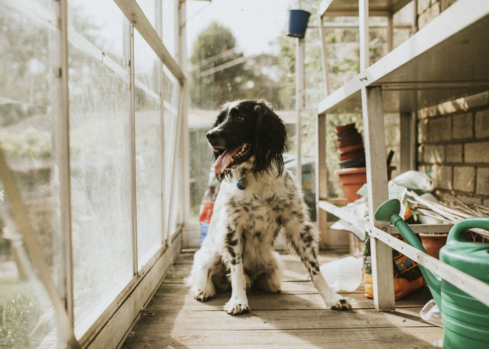 English setter dog in a greenhouse