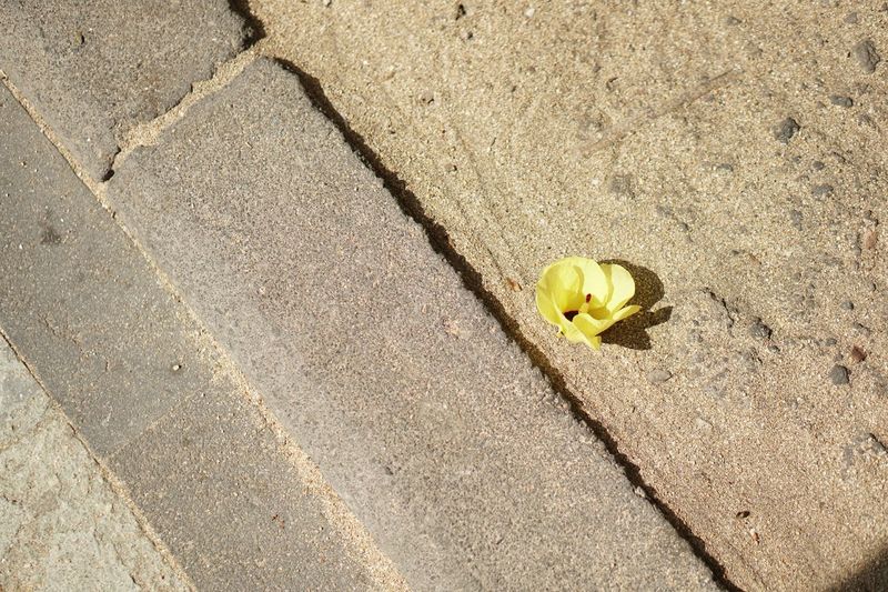 High angle view of yellow flower on sand