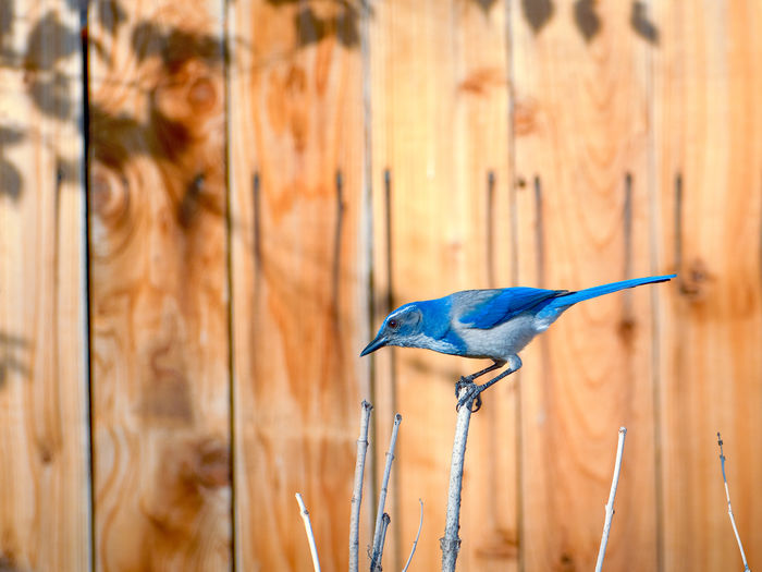 View of bird perching on wood