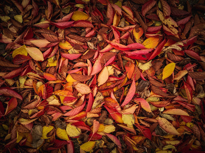 Full frame shot of dry leaves