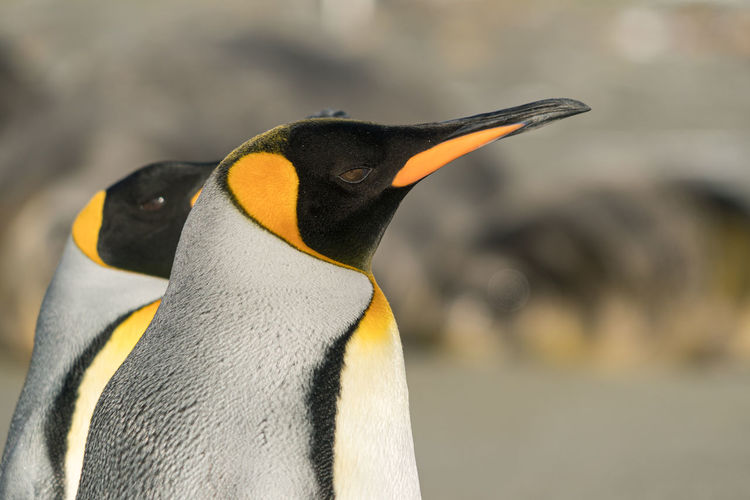 Close-up of king penguins