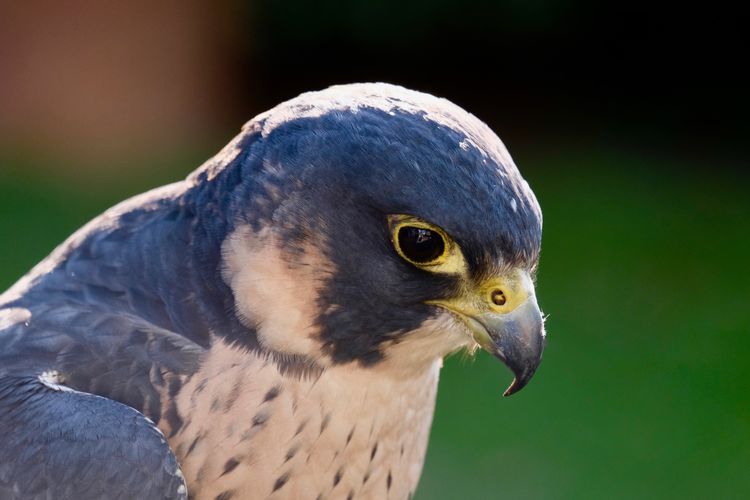 Peregrine falcon - falco peregrinus