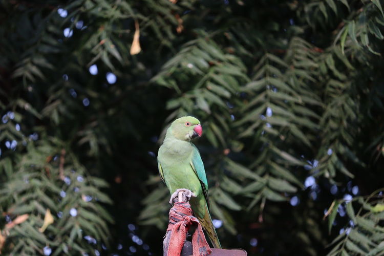 Close-up of a red break and green parrot resting on dry wood with green leaves backgrounds 