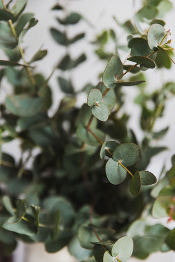 Close-up of fruit growing on tree
