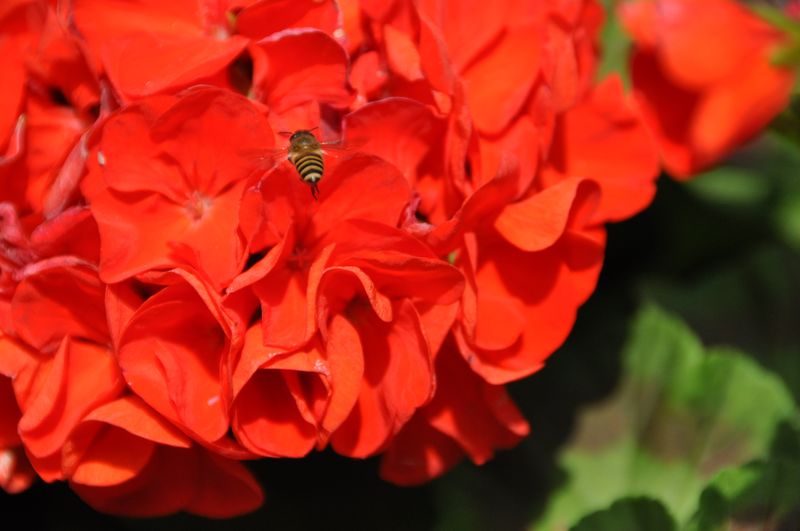 Close-up of insect on red flower