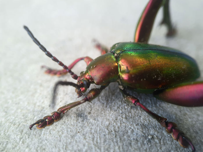 A close up photo rainbow metalic beetle or frog leg beetle