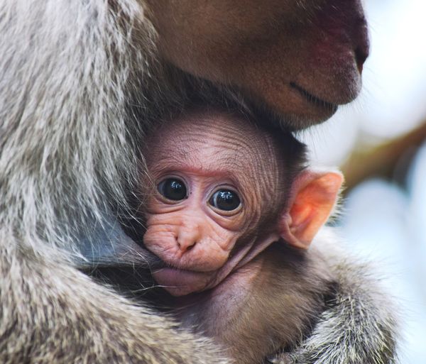 Close-up portrait of a monkey and baby