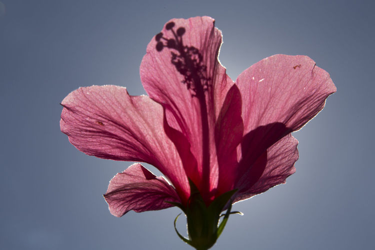 Close-up of pink hibiscus flower blooming against sky