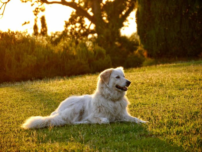 Retriever laying on grass in golden light of sunset