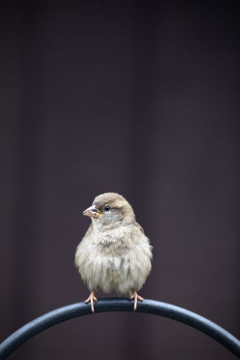 Close-up of sparrow chick perching