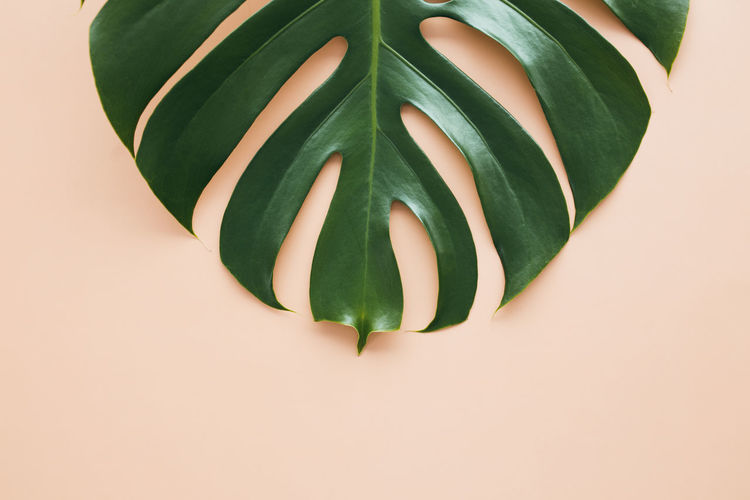 Monstera palm green leaf on beige background. high quality photo
