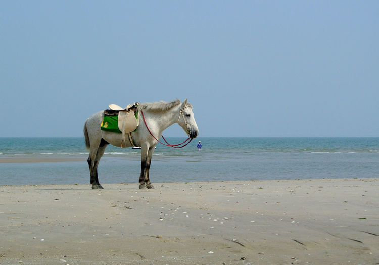 Horse on beach , stableman in sea. horse for hire waiting for customer  hua hin beach ,thailand.