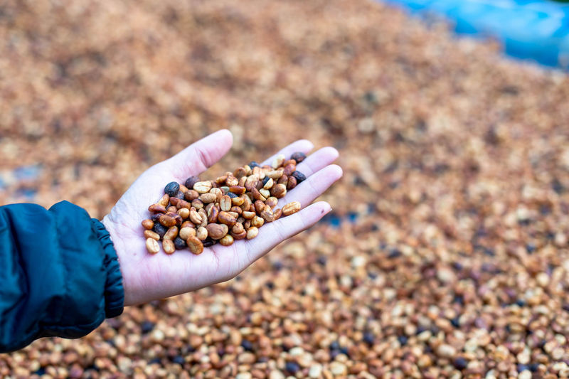 Farmers sort rotten and fresh coffee beans before drying. traditional coffee-making process. 