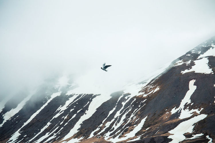Bird flying over snowcapped mountain