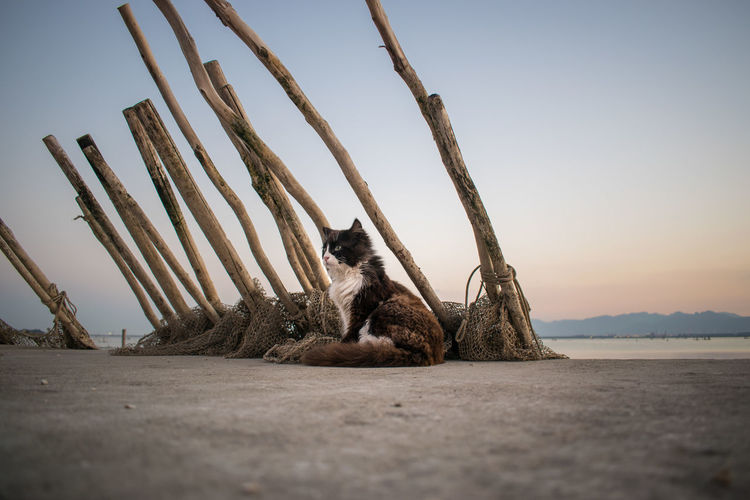 A stray cat enjoys the sunset on the pier