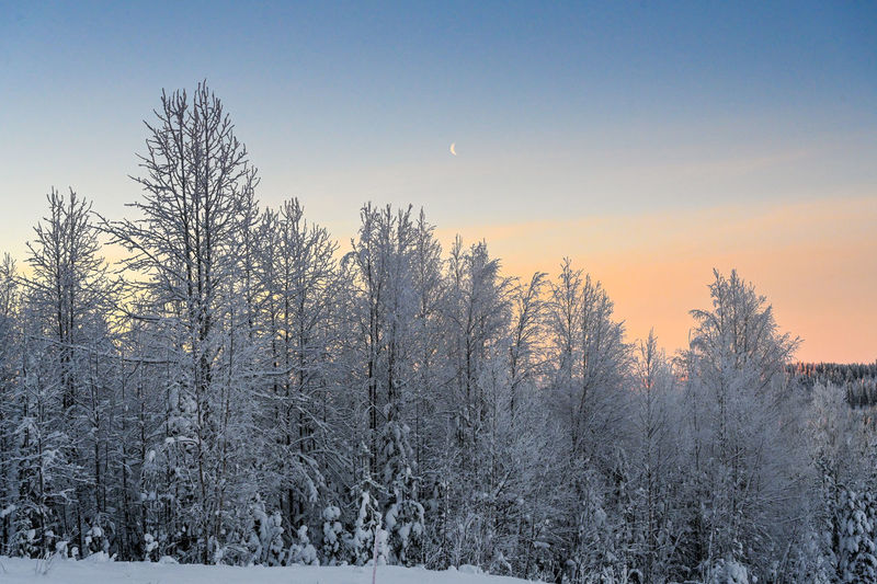Bare trees on snow covered land during sunset