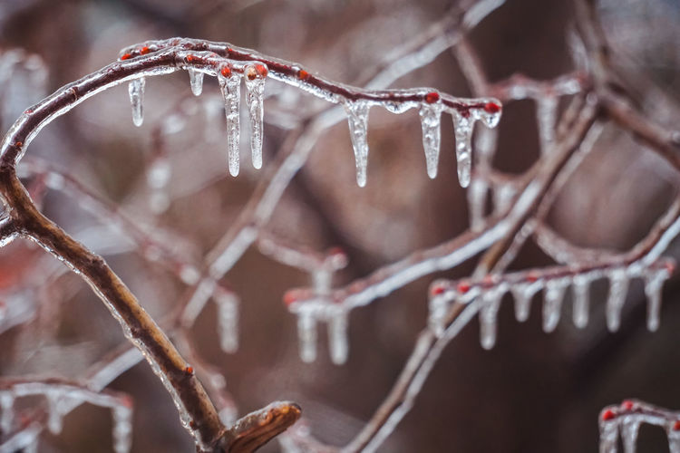 Close-up of icicles on branch during winter