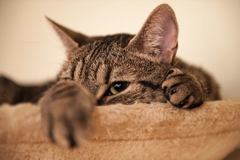 Close-up of cat