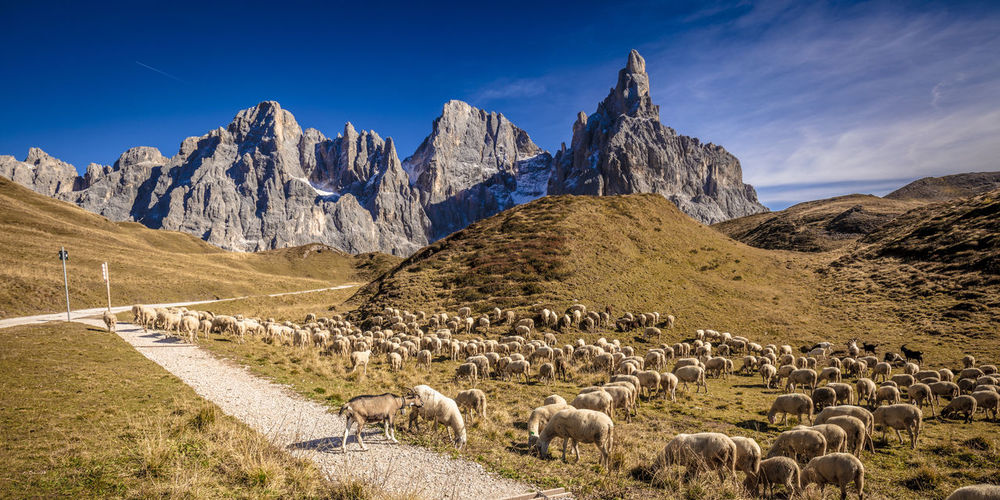 Flock of sheep on field against mountains