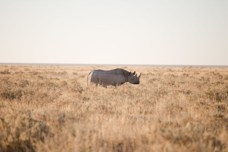 Rhino in field in etosha national park, namibia