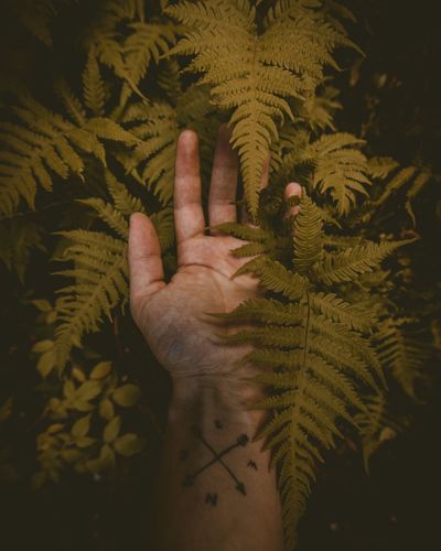 Close-up of human hand touching plant