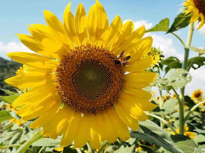 Close-up of honey bee pollinating on sunflower blooming at farm