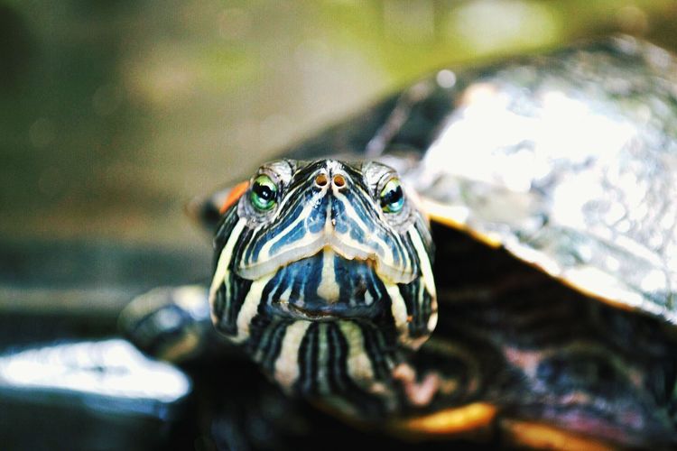 Close-up portrait of red-eared slider