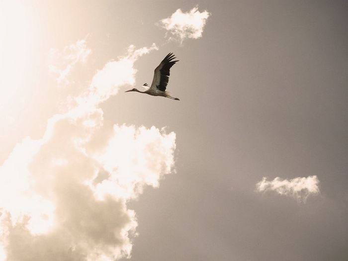 Stork in beige sky