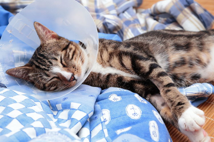 Close-up of cat wearing protective collar resting on bed